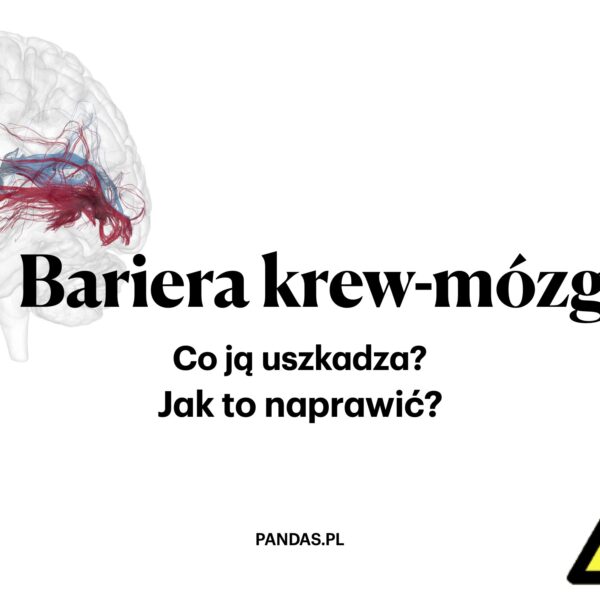 Bariera krew-mózg. Co ją uszkadza? Jak to naprawić?